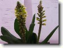 Lachenalia