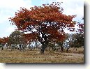 Bauhinia