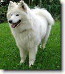 Samojed