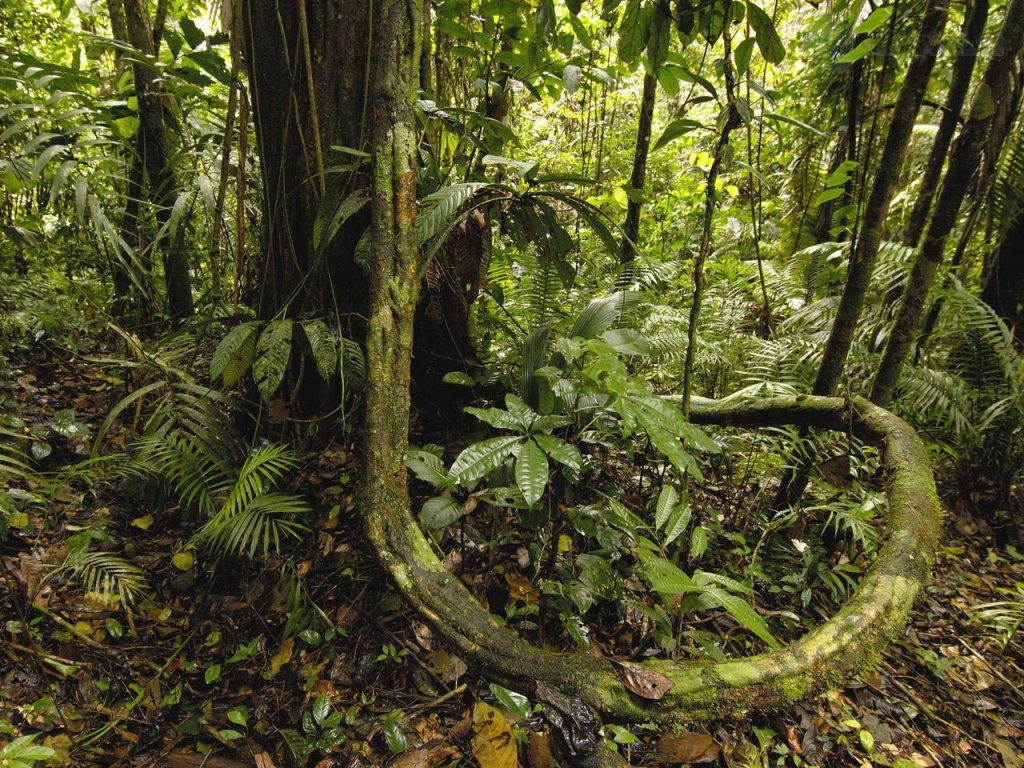 Foto: Yasuni National Park, Amazon Rainforest, Ecuador