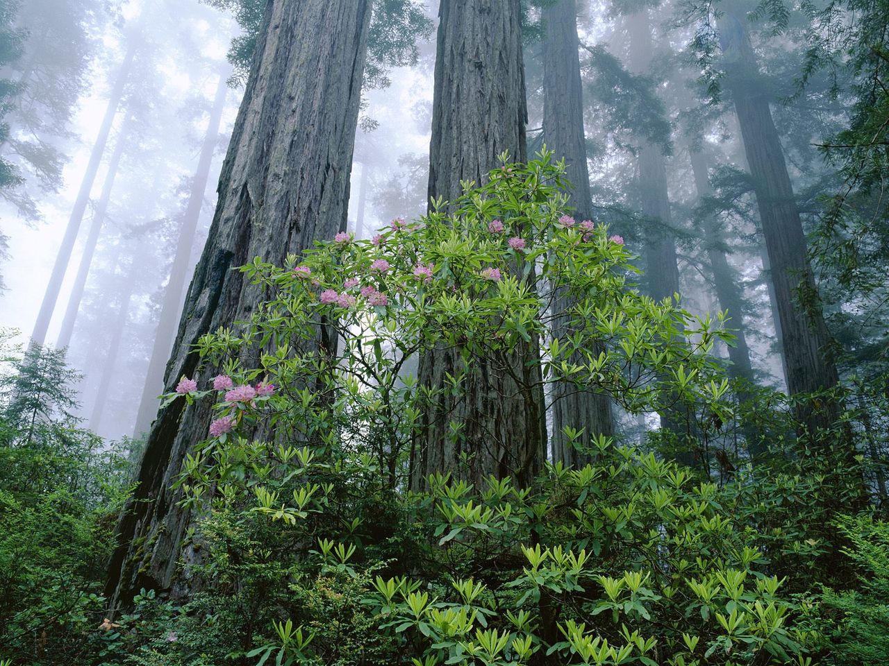 Foto: Coast Redwood Grove And Rhododendrons, Redwood National Park, California