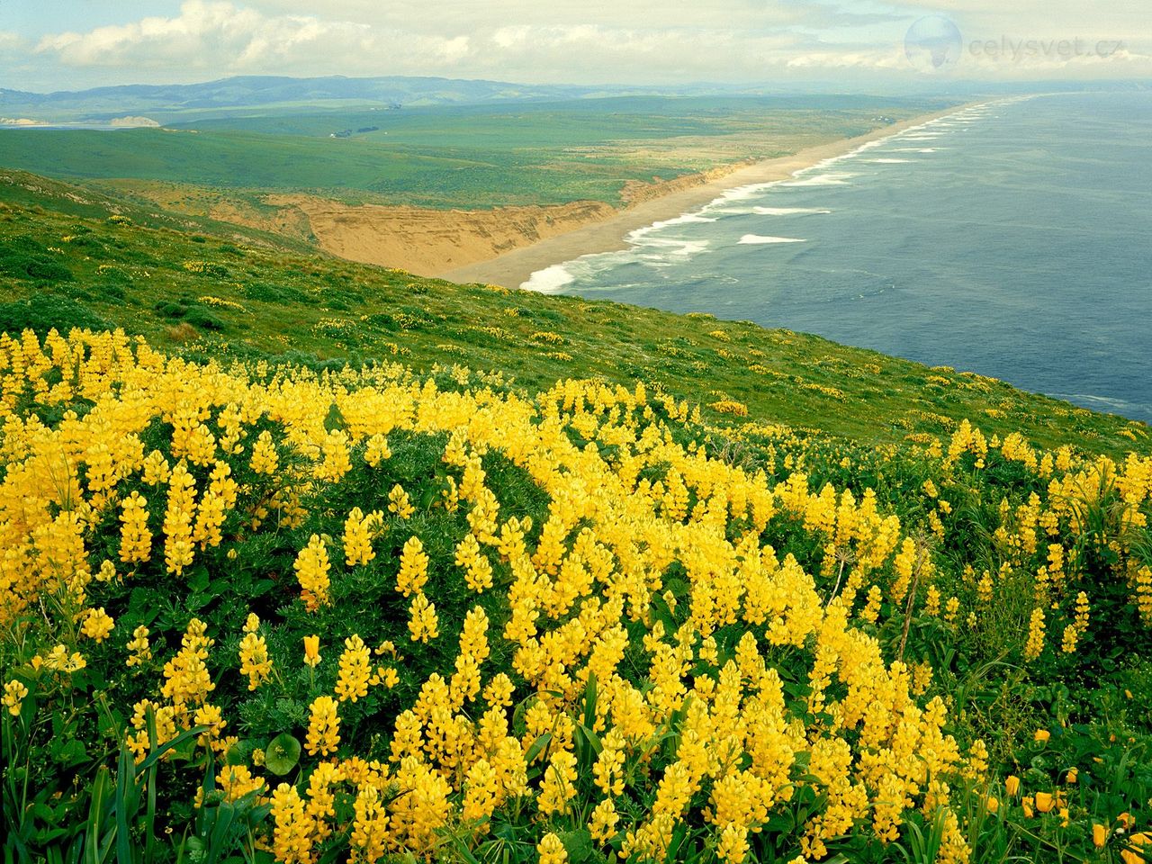 Foto: Wild Lupines, Point Reyes National Seashore, California