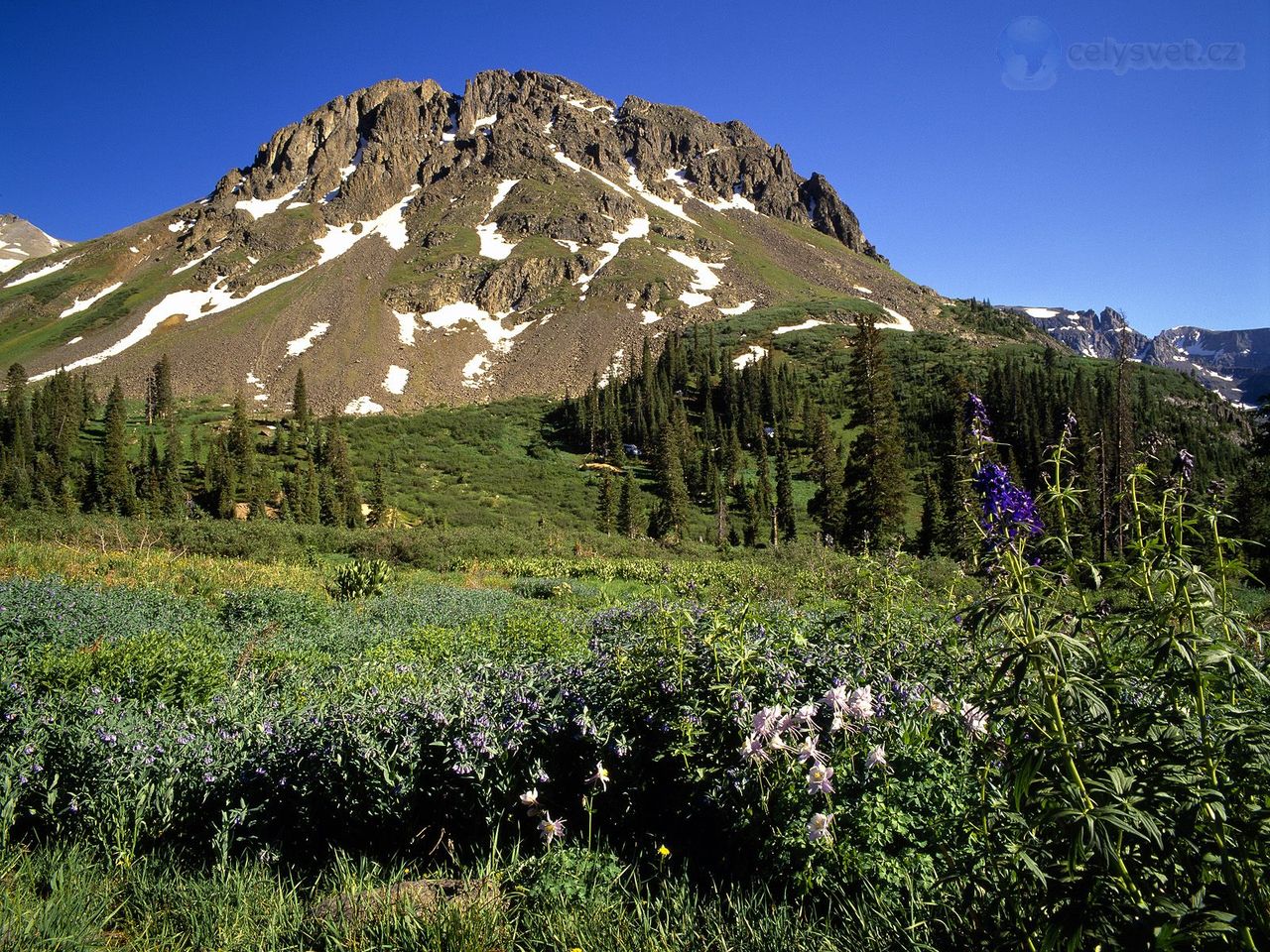 Foto: Wildflowers, Yankee Boy Basin, Uncompahgre National Forest, Colorado