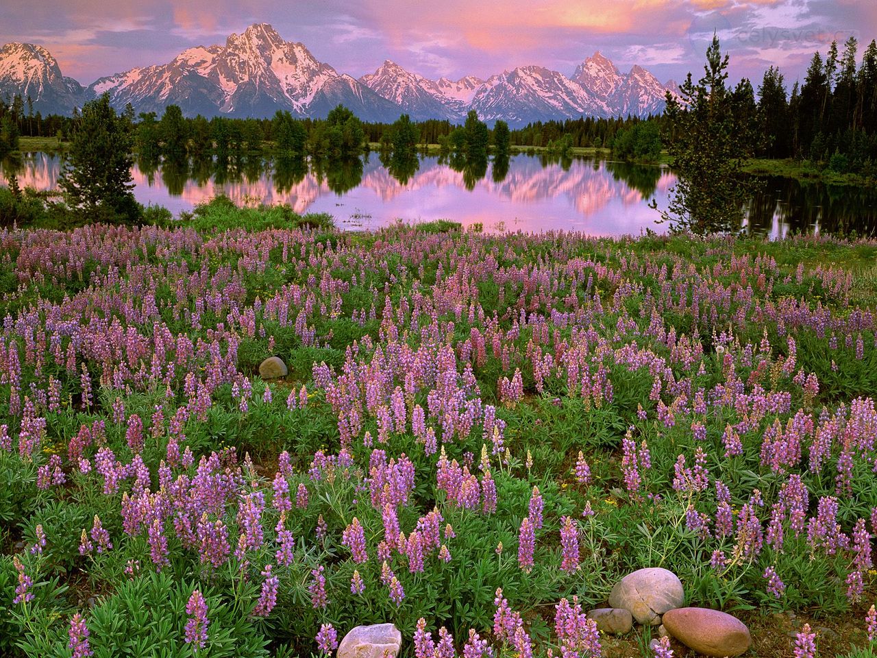 Foto: Sunrise Light Along Pilgrim Creek, Grand Teton National Park, Wyoming