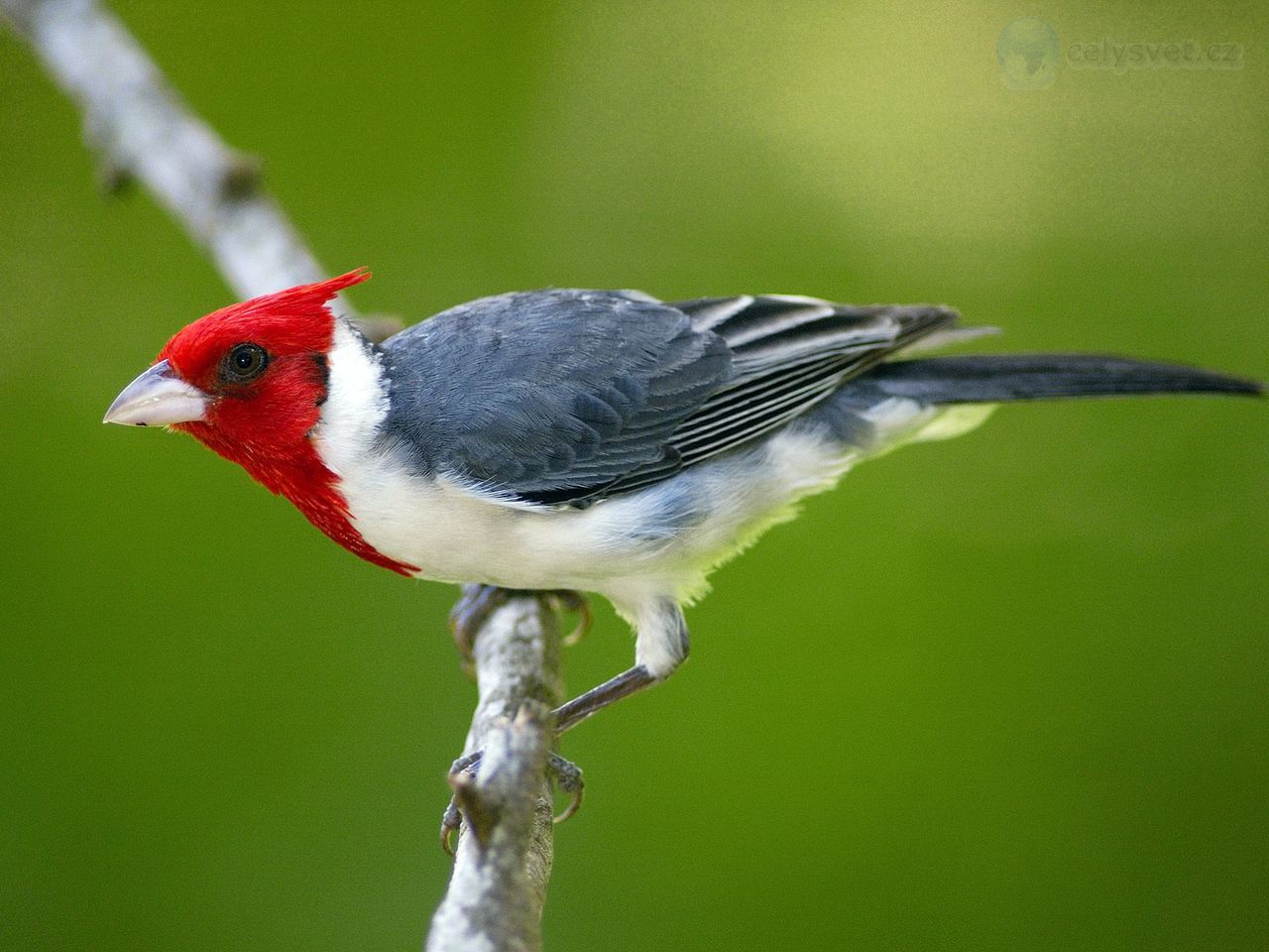 Foto: Red Crested Cardinal, Pantanal, Brazil