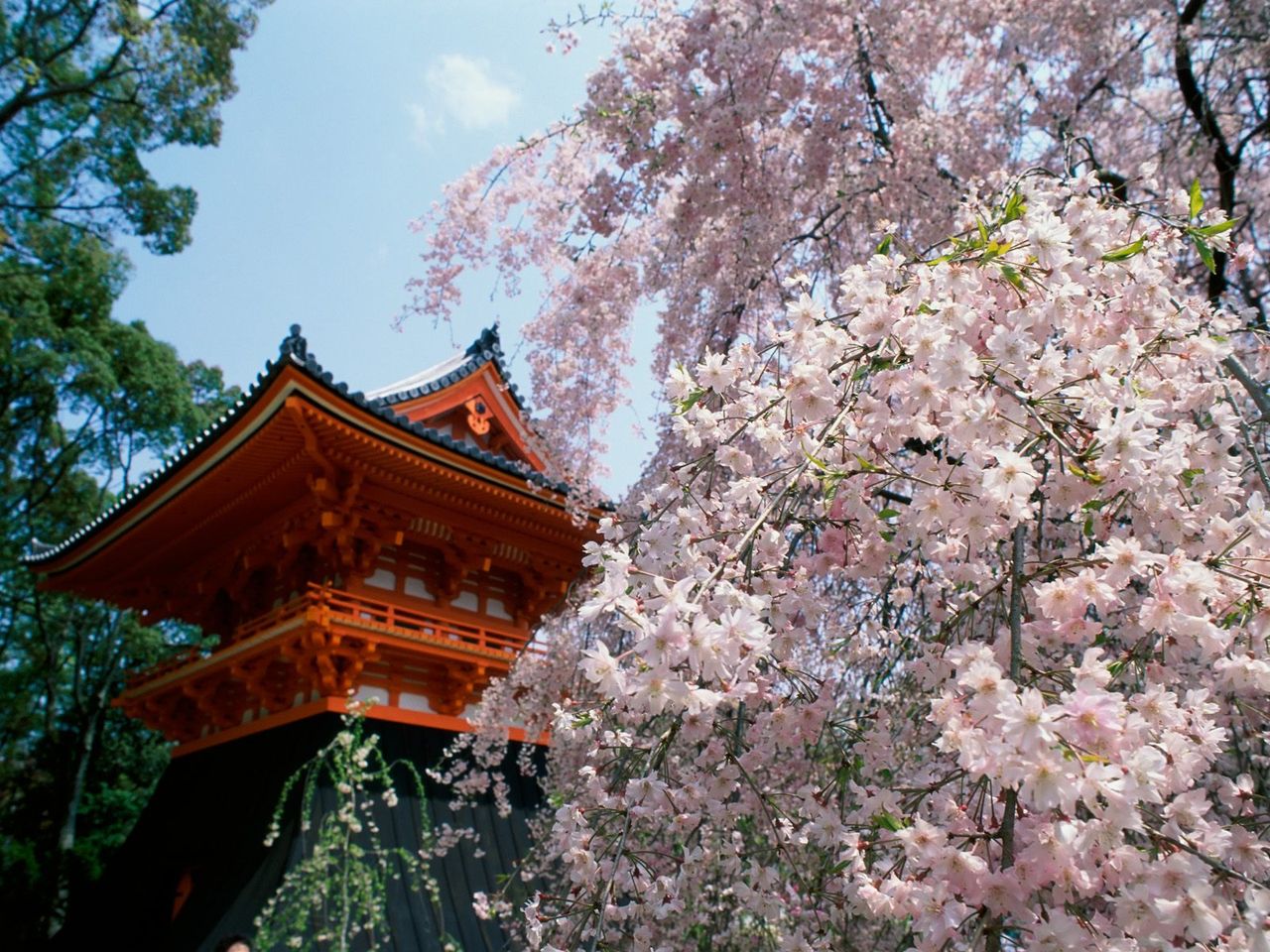 Foto: Cherry Blossoms, Ninnaji Temple, Kyoto, Japan