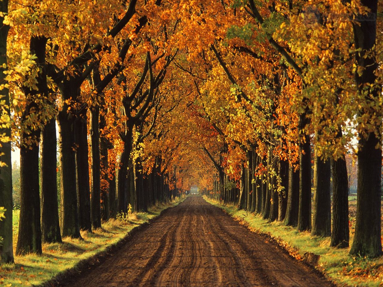 Foto: Tree Lined Lane In Autumn, Holland