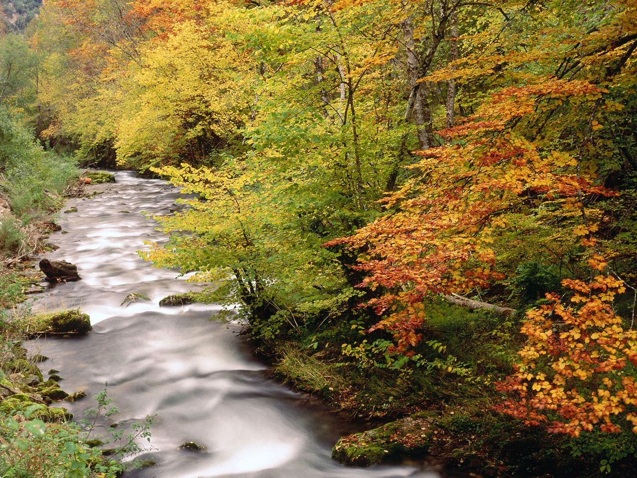 Foto: Beech Trees Along The Saliencia River, Somiedo Natural Park, Asturias, Spain