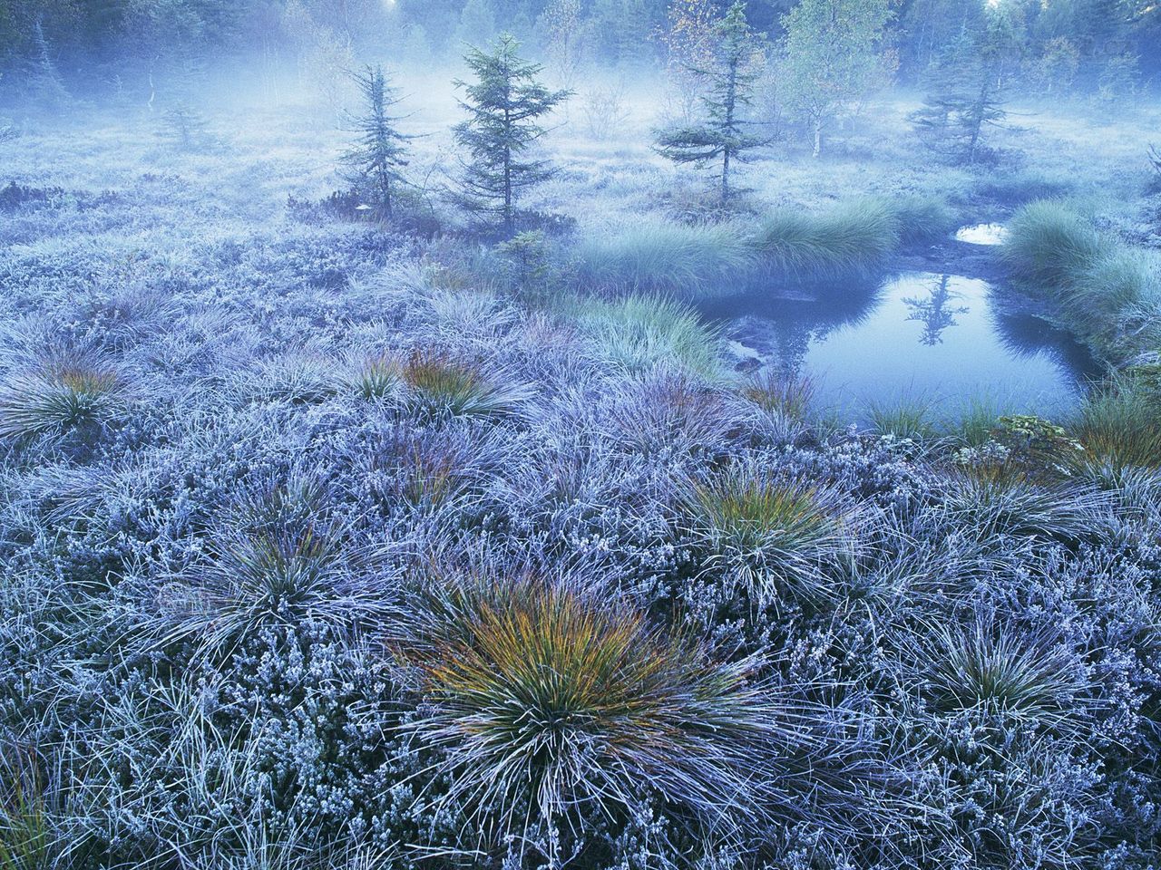 Foto: Peat Bog, Vosges Mountains, France