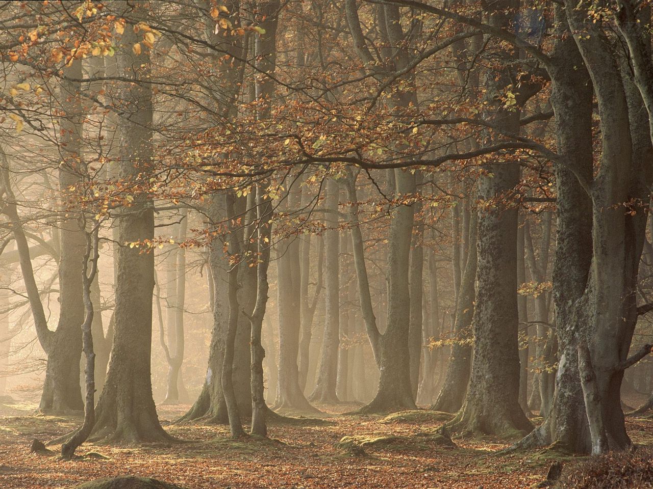 Foto: European Beechwood Forest, Arbroath, Angus, Scotland