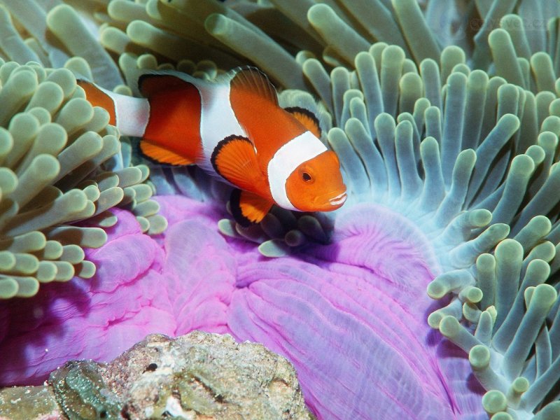 Foto: False Clown Anemonefish, Similan Islands, Andaman Sea, Thailand