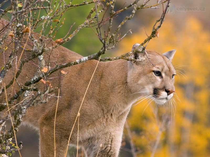 Foto: A Watchful Cougar, Montana