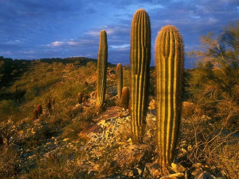 Foto: Saguaro Cacti, South Mountain Park, Phoenix, Arizona