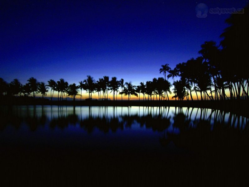 Foto: Palm Silhouette, Big Island, Hawaii