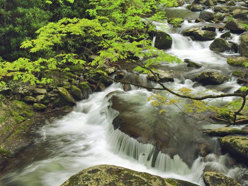 Foto: Mountain Stream In Spring, Great Smoky Mountains National Park, Tennessee