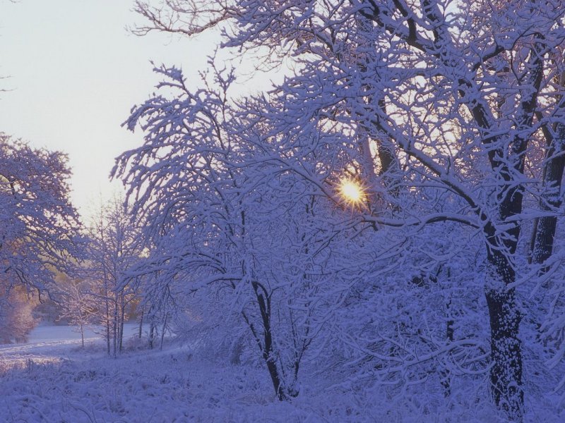 Foto: Winter Sunrise, Morton Arboretum, Dupage County, Illinois