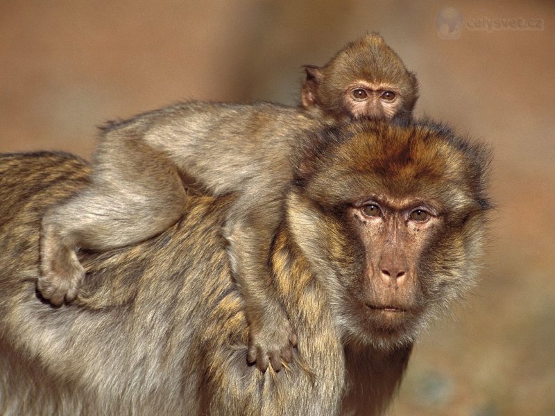 Foto: Barbary Macaques, Morocco