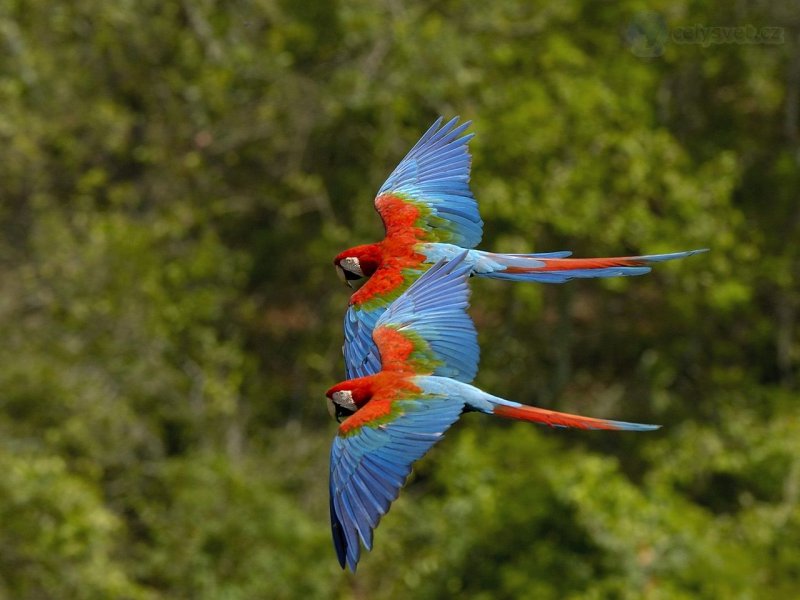 Foto: Macaws In Flight, Brazil