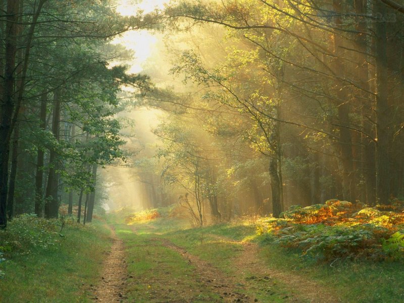 Foto: Sun Rays In The Forest, Germany