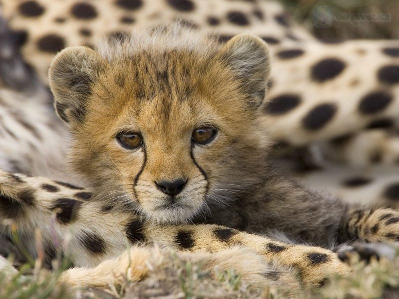 Foto: Portrait Of A Cheetah Cub, Masai Mara Reserve, Kenya