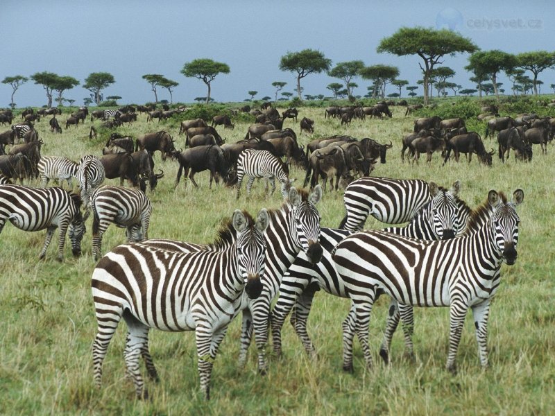 Foto: Burchells Zebra And Blue Wildebeest, Kenya