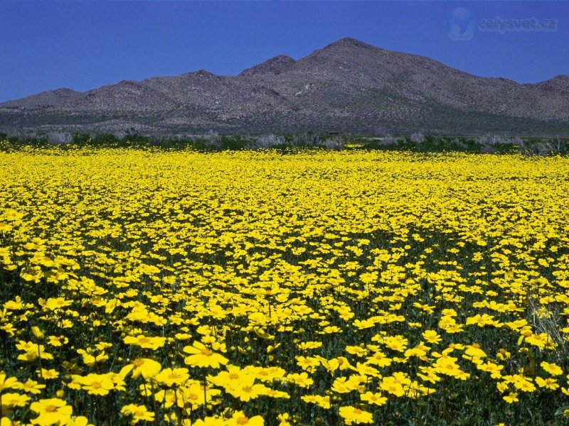 Foto: Field Of Golden Gilia, Saddleback Butte State Park, California