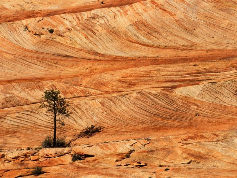 Foto: Single Tree On Sandstone Formation, Zion National Park, Utah