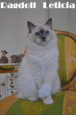 Chovatelska stanice ps: RAGDOLL LETICIA