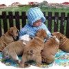 Chovatelska stanice psů: ANGLICKÝ BULDOK Z AGÁTOVÉ CESTY
