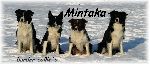 Chovatelska stanice ps: MINTAKA